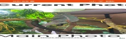 Chameleon reptiles for sale: Panther male chameleon and all of his stuff! - Advert 2