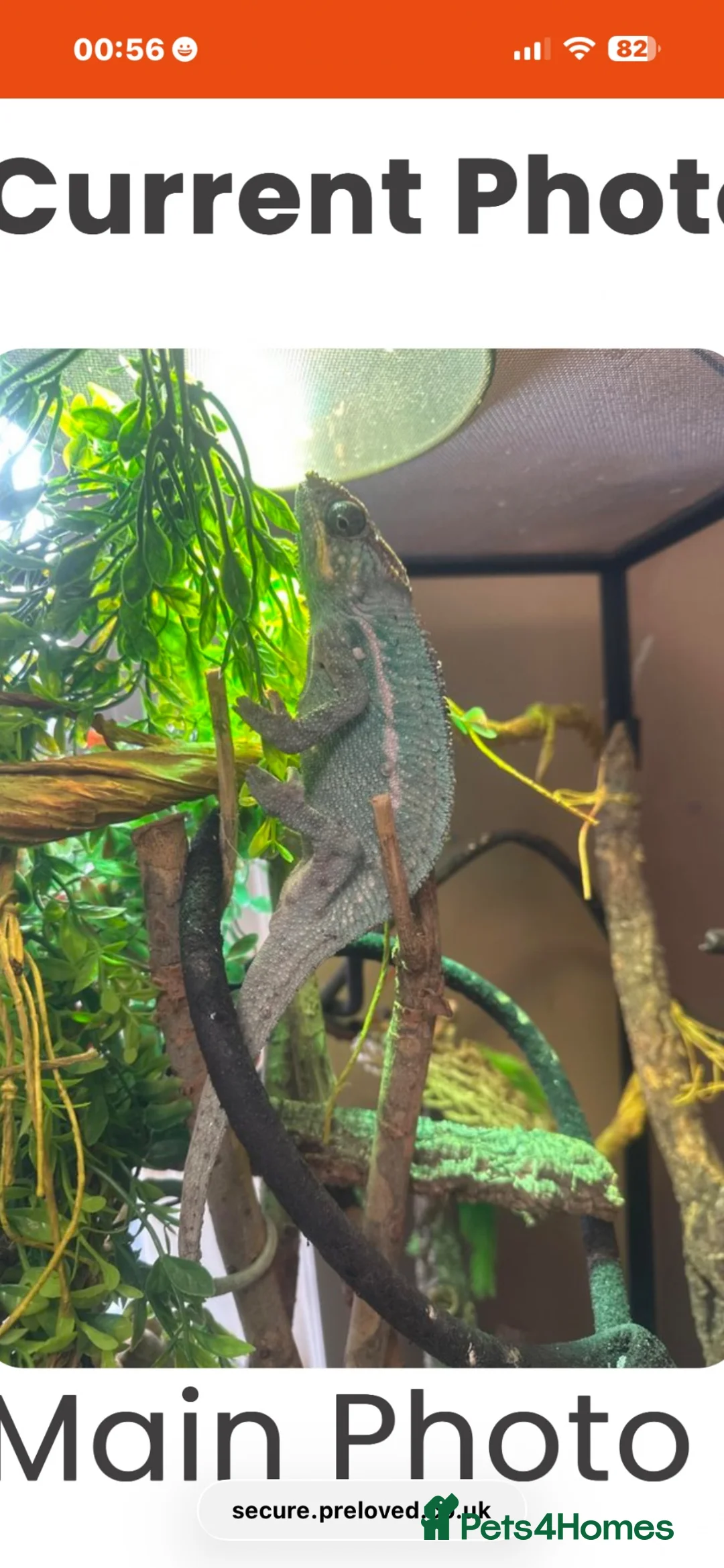 Chameleon reptiles for sale: Panther male chameleon and all of his stuff! - Advert 2