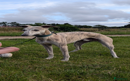 Whippet dogs for stud: KC registered fawn brindle whippet for stud - Image 3