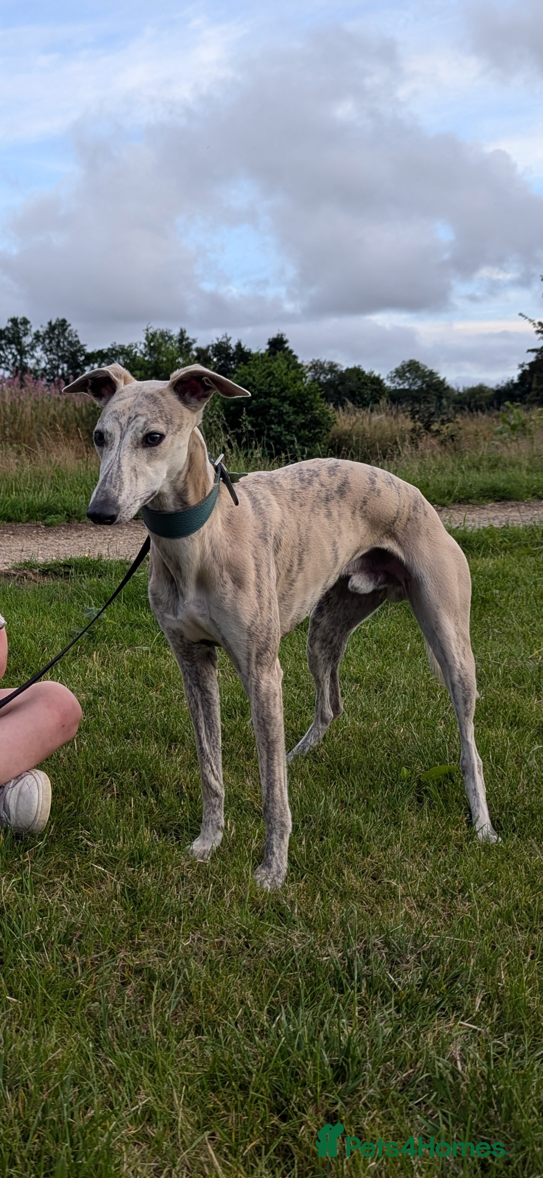 Whippet dogs for stud: KC registered fawn brindle whippet for stud - Image 3