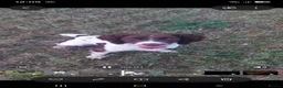 Sprocker dogs for sale: Beautiful Sprocker Spaniel Puppies - Advert 11