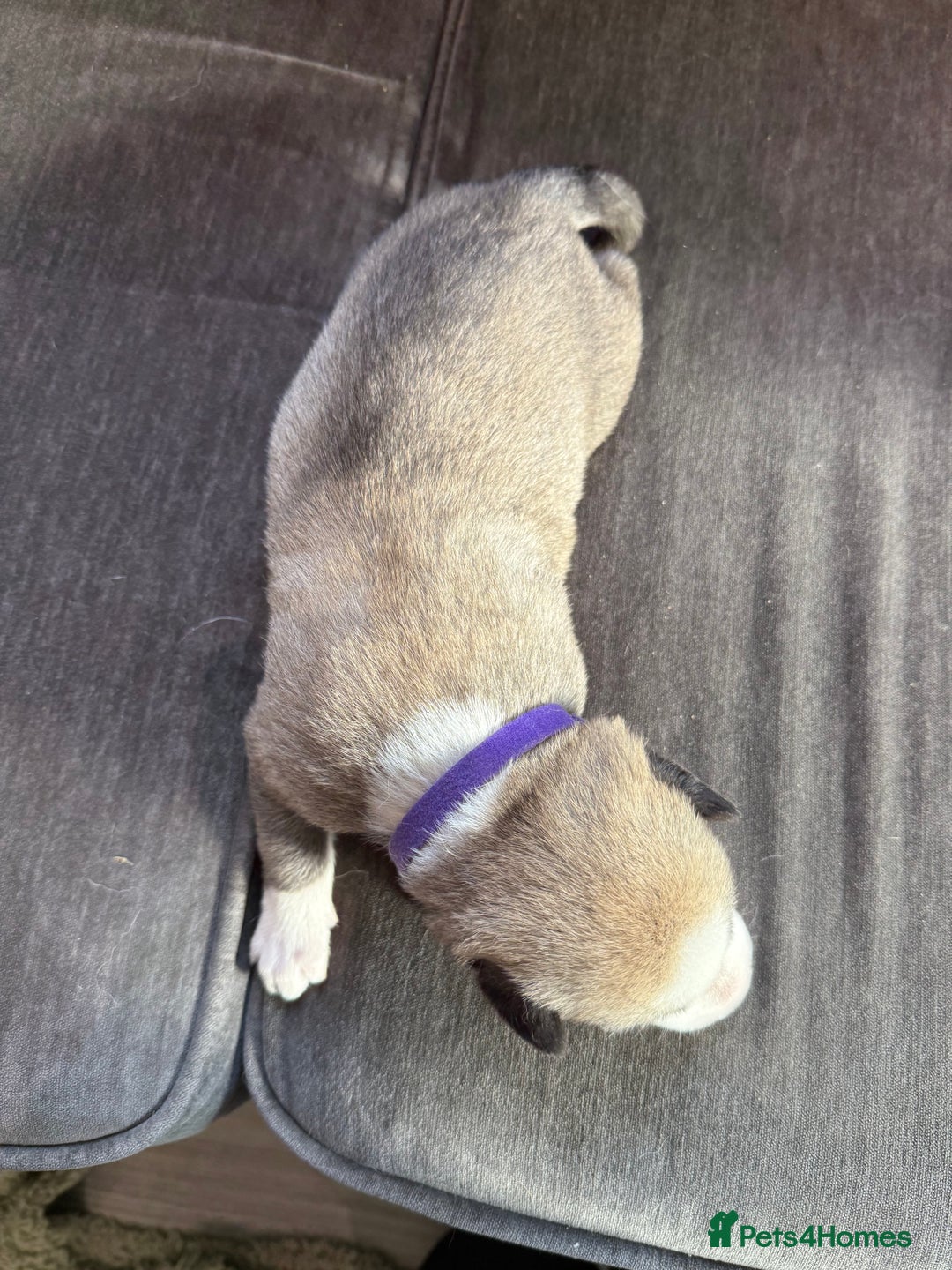 Siberian Husky dogs for sale: Husky puppies for sale - Image 6