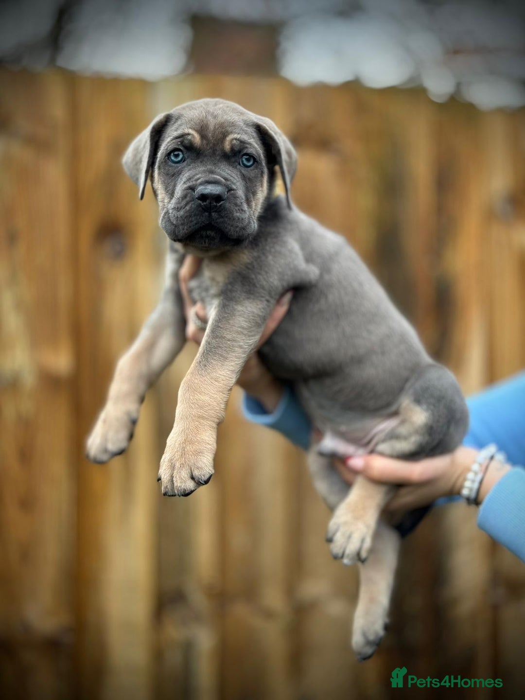 Cane Corso dogs for sale: Balestra Magica Corso IKC/FCI  - Advert 16