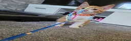 Mixed Breed cats for sale: Adorable Male Kitten Looking for His Forever Home! - Advert 3