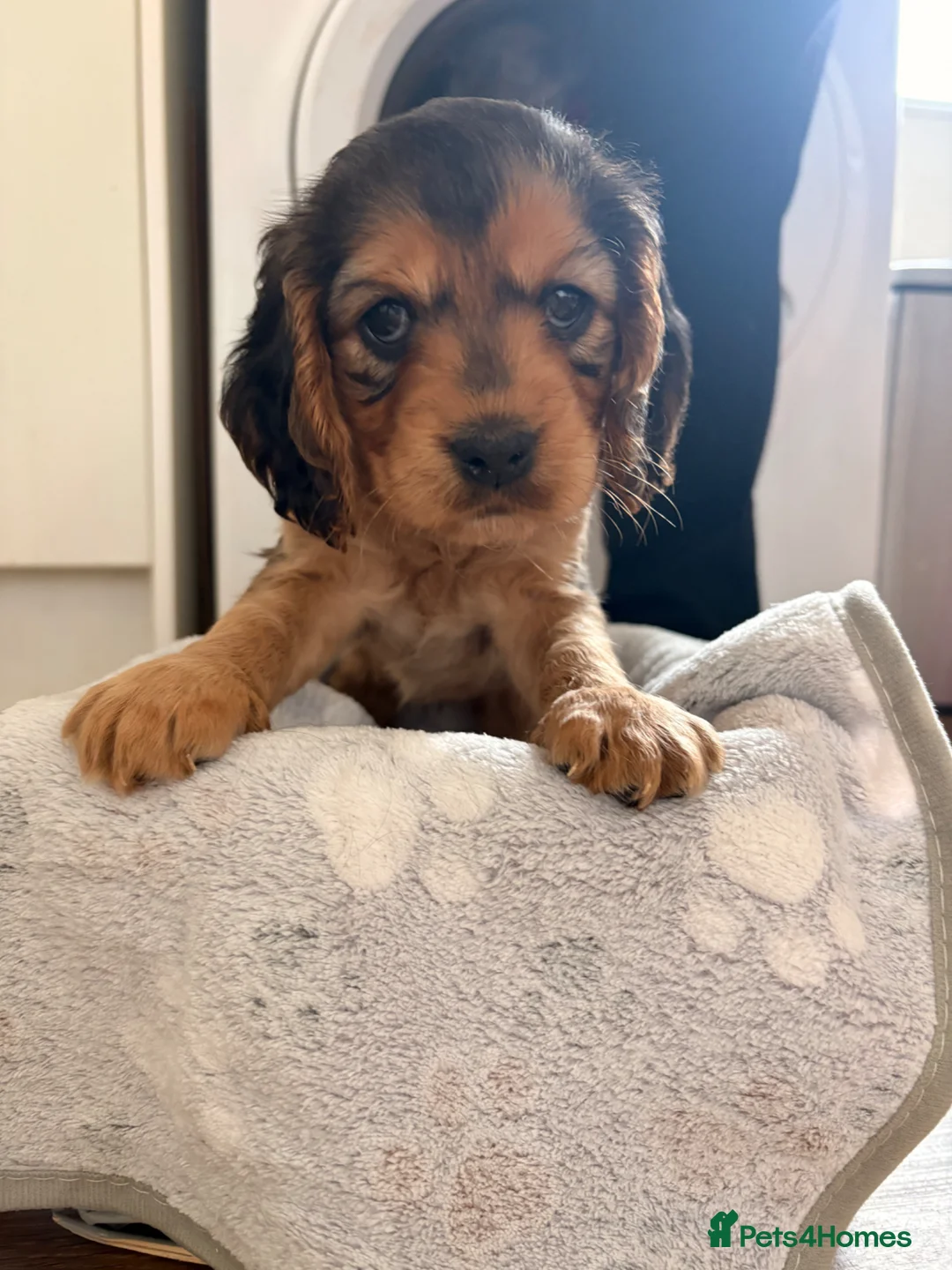 Cocker Spaniel dogs for stud: 🐾 Proven Cocker Spaniel Stud Available 🐾 in Halesworth - Advert 13