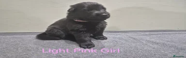 LIGHT PINK GIRL