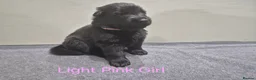 German Shepherd dogs for sale: DDR German Shepherds  - Advert 14
