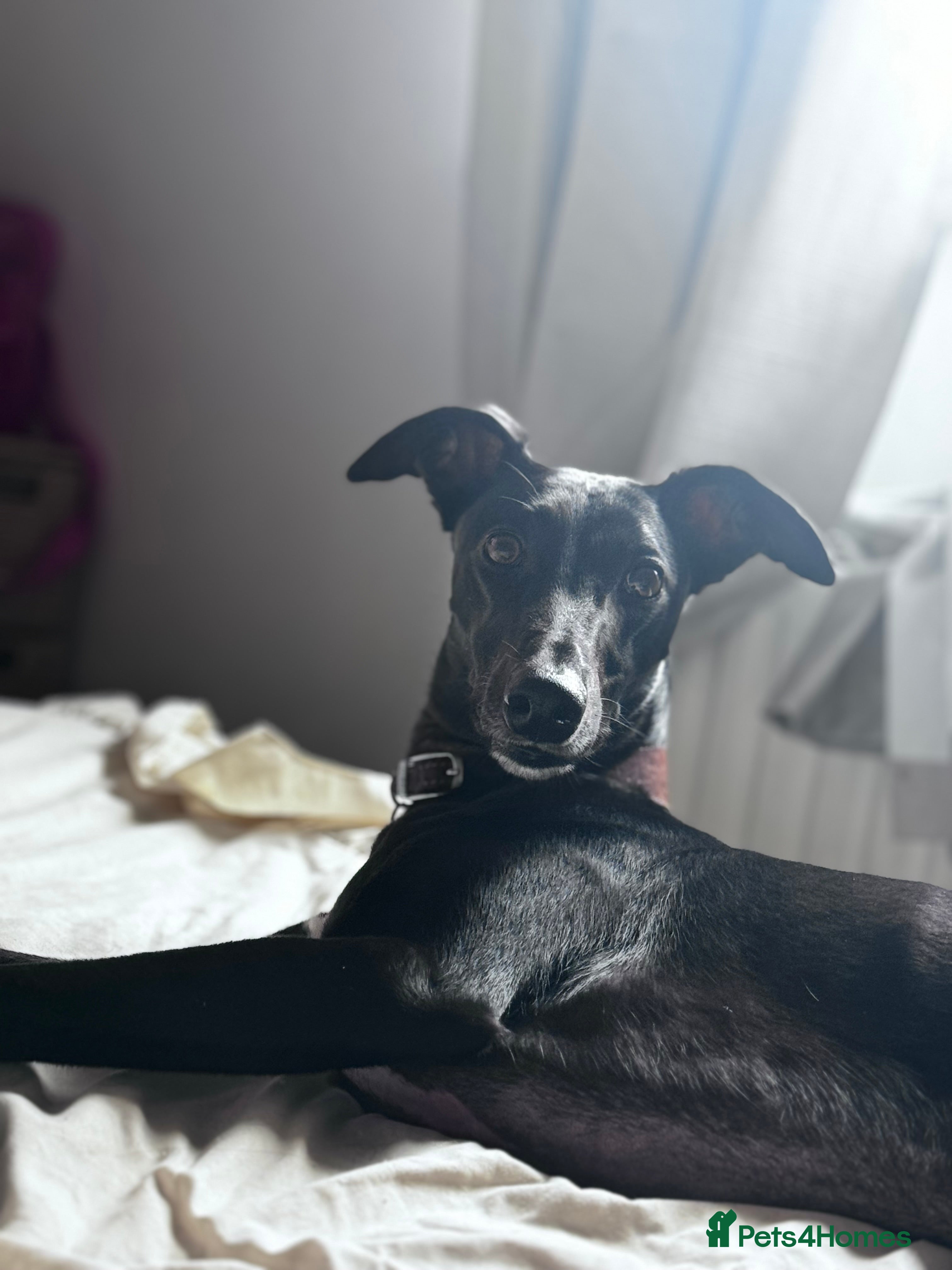 Lurcher dogs Male Lurcher - Advert 17