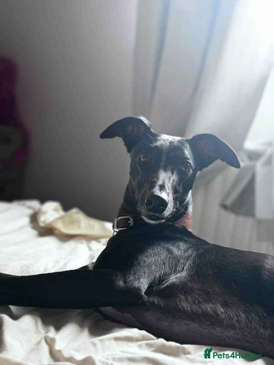 Lurcher dogs for sale: Male Lurcher - Advert 1