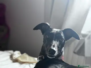 Lurcher dogs Male Lurcher - Advert 17