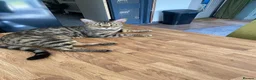 Bengal cats for sale: Bengal Cat 2 years old in Dereham - Advert 4