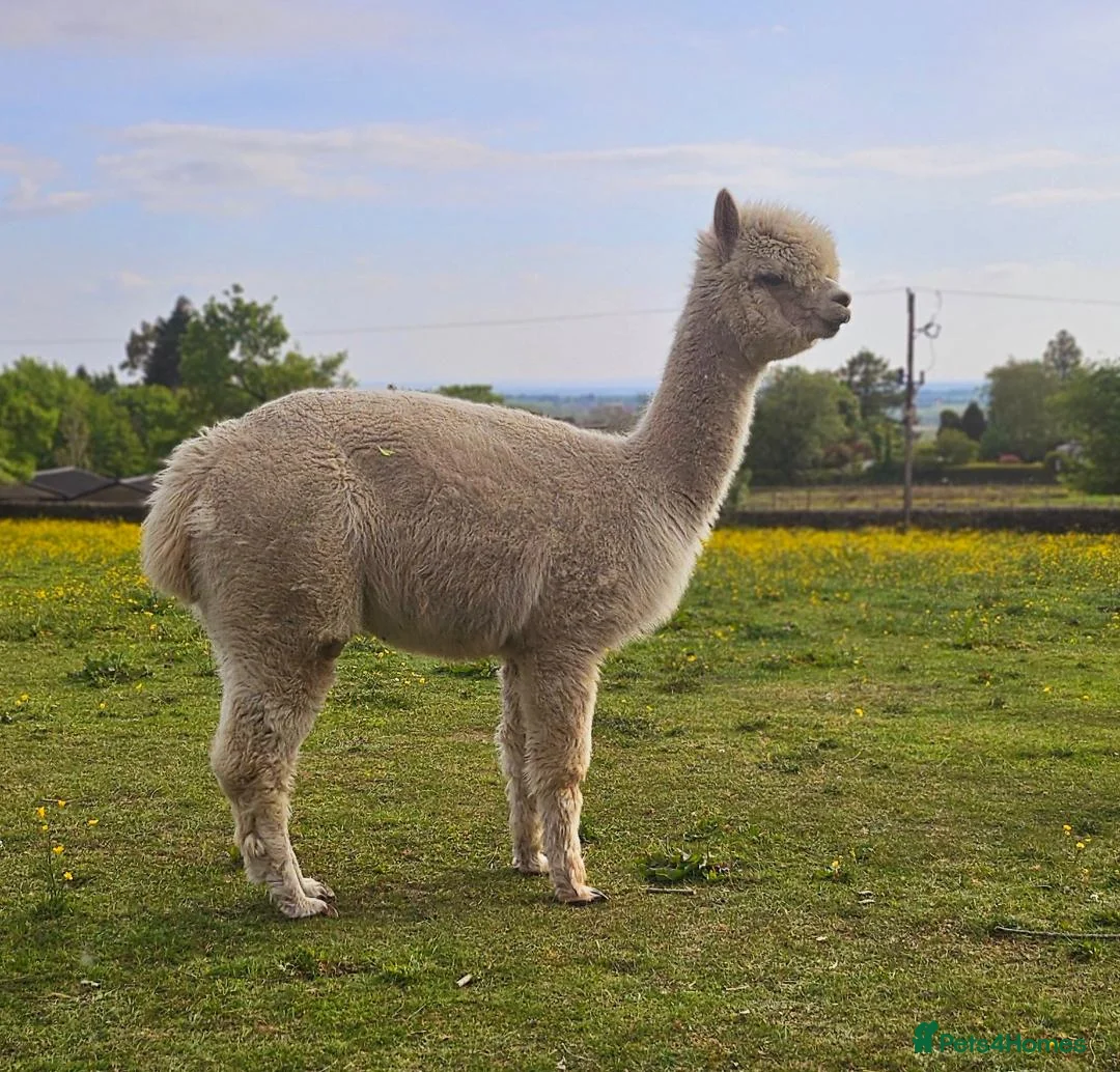 Alpaca livestock for sale: Four super BAS registered females for sale - Advert 2
