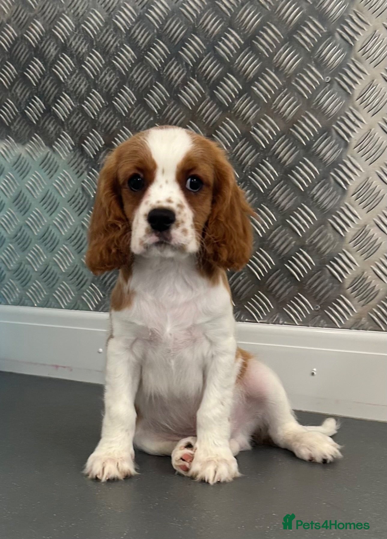 Cavalier King Charles Spaniel dogs PUG x CAVALIER puppies for sale  - Advert 1