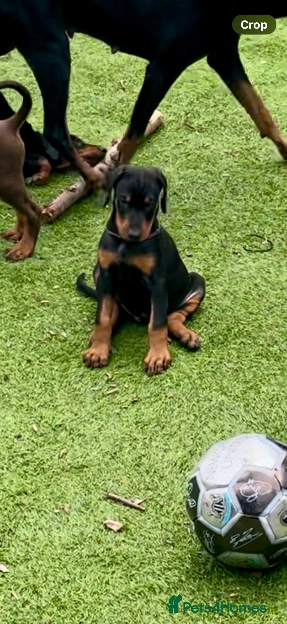 Dobermann dogs Doberman puppies  - Advert 7