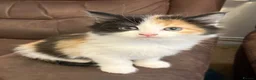 Mixed Breed cats for sale: Litter of 4 beautiful kittens  - Advert 17