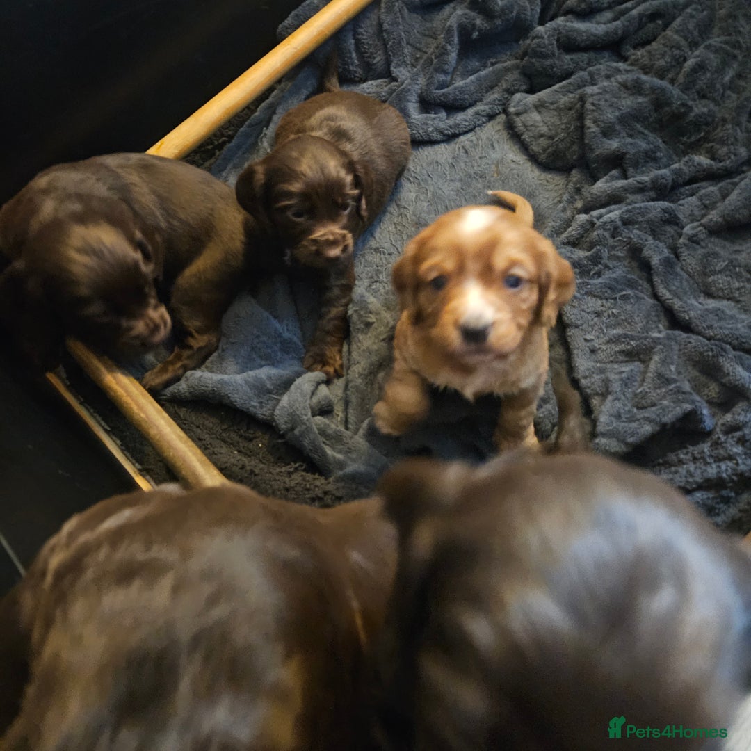 Cocker Spaniel dogs for sale: Cocker spaniel Puppies Males and females - Advert 5