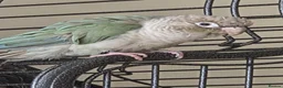 Conures birds for sale: Green Cheek Conure - Looking for new home - Advert 1