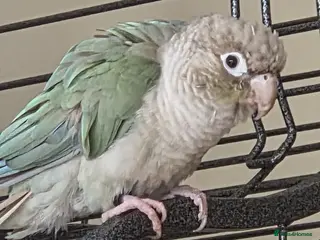 Conures birds Green Cheek Conure - Looking for new home - Advert 1