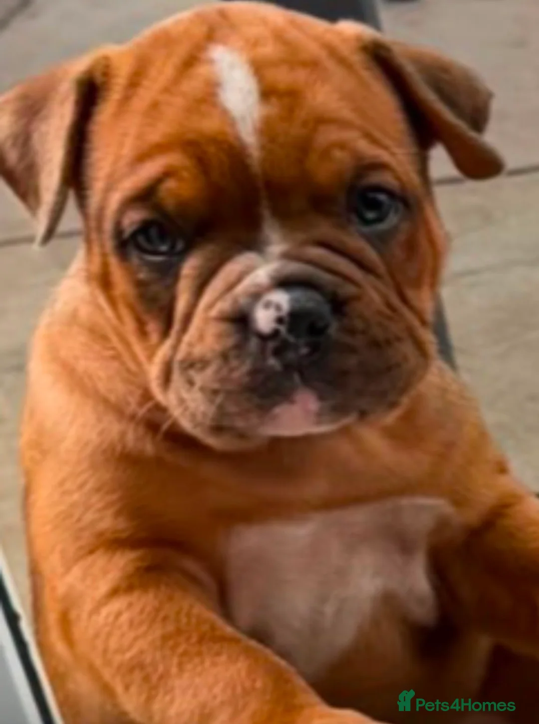 American Bully dogs for sale: Abkc American pockets - Advert 2