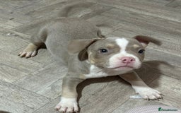 American Bully dogs for sale: Pocket Bully puppy’s  - Image 6
