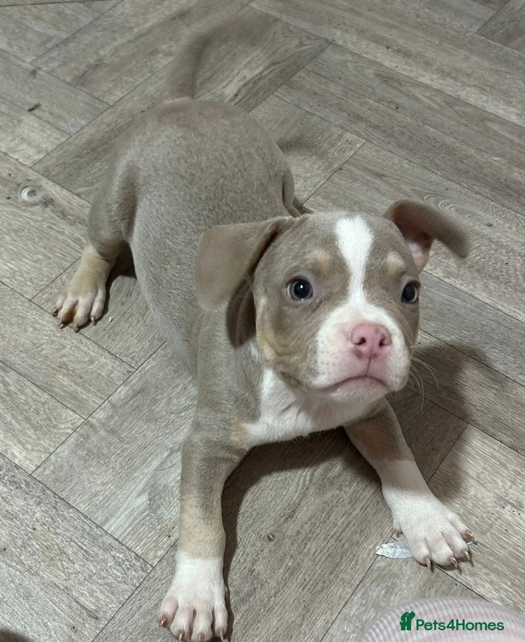 American Bully dogs for sale: Pocket Bully puppy’s  - Image 6