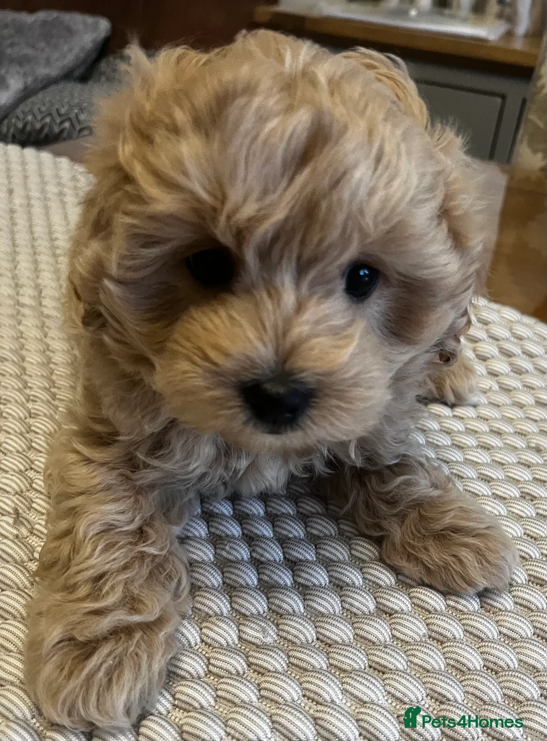 Maltipoo dogs for sale: Gorgeous Maltipoo  - Advert 18
