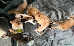 Mixed Breed cats for sale: Fluffy ginger & short fur calico 🐱🤩 - Image 30