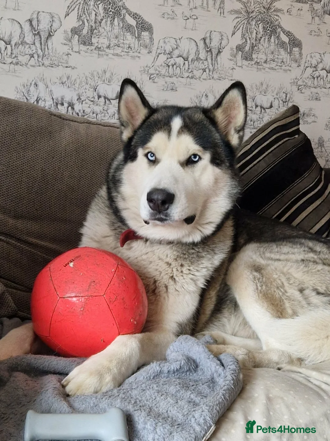 Alaskan Malamute dogs for sale: 5 year old dog  in Mansfield - Advert 2