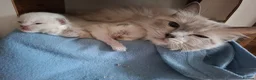Ragdoll cats for sale: Ragdoll kittens  - Advert 1
