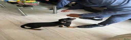 Mixed Breed dogs for sale: rico-dutch shepherd 12 weeks - Advert 3