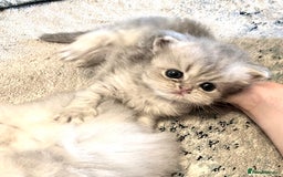 Persian cats for sale: Pure Persian chinchilla kittens  - Image 5