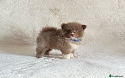 Pomsky dogs for sale: Genuine Rare lilac/tan toysize male Pomsky puppies - Image 10