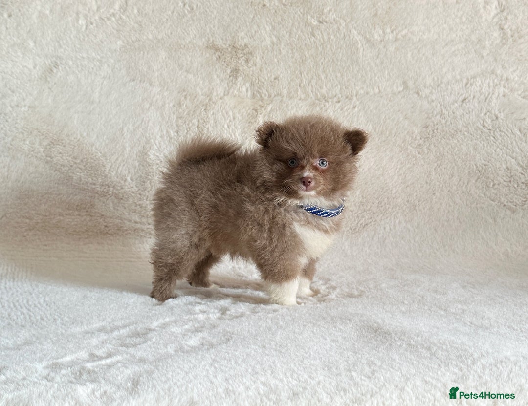 Pomsky dogs for sale: Genuine Rare lilac/tan toysize male Pomsky puppies - Image 10