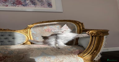 Maine Coon cats - Advert 1