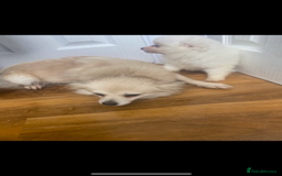 Pomeranian dogs for sale: 2 Miniature Pomeranian Puppies - Advert 7
