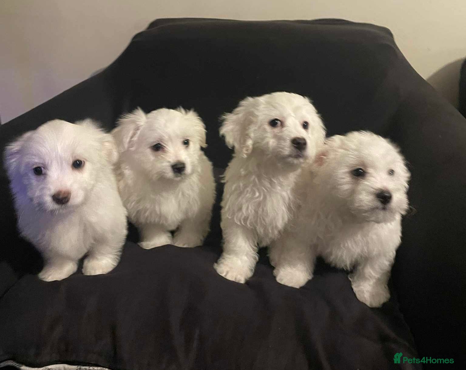 Maltese dogs Purebred Maltese Puppies Ready Now - Advert 3