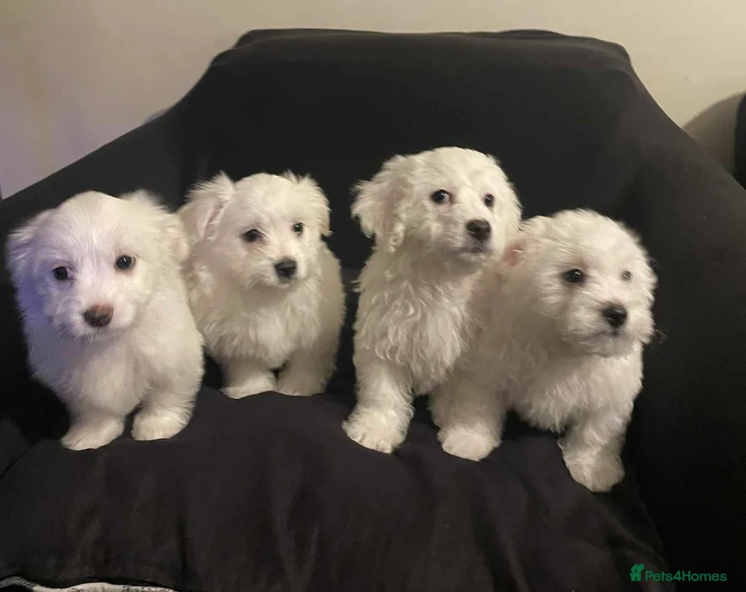 Maltese dogs for sale: Purebred Maltese Puppies Ready Now - Advert 1