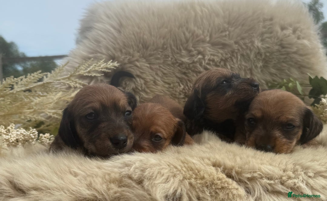 Dachshund dogs for sale: Stunning miniature wire dachshunds  - Image 14