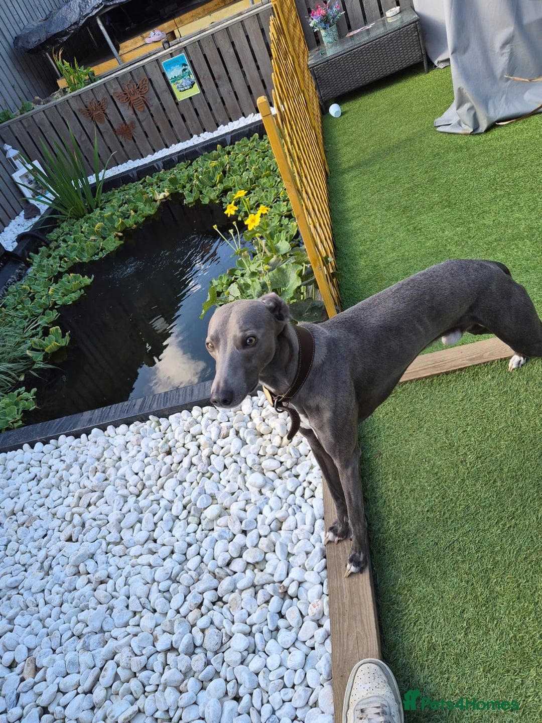 Whippet dogs for sale: Blue male whippet  - Advert 1