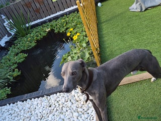 Whippet dogs Blue male whippet - Advert 1