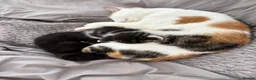 Mixed Breed cats for sale: Beautiful fluffy kittens - Advert 1