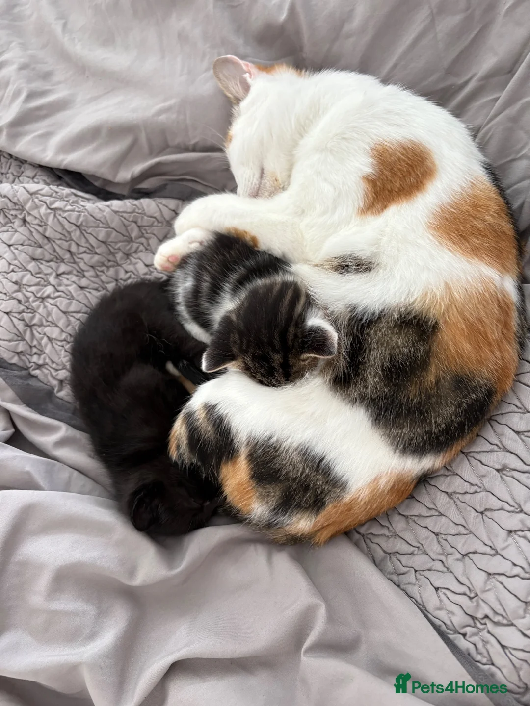 Mixed Breed cats for sale: Beautiful fluffy kittens - Advert 1