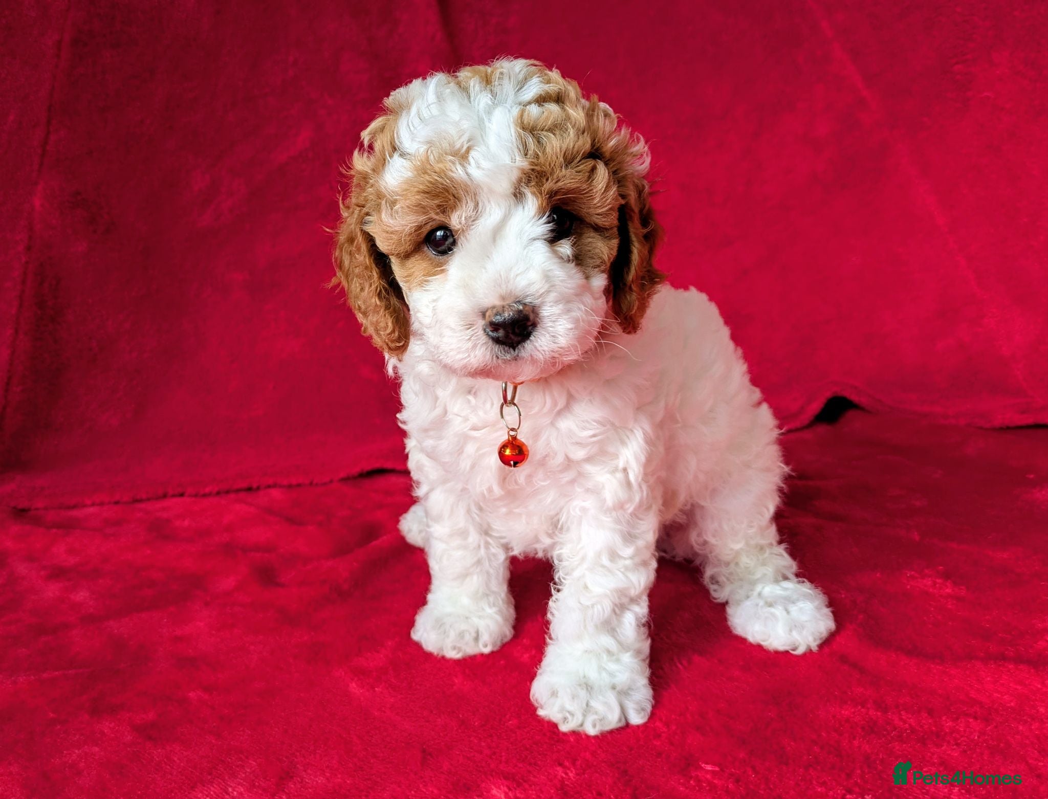 Cavapoo dogs Adorable Puppies, price open to negotiation - Advert 1