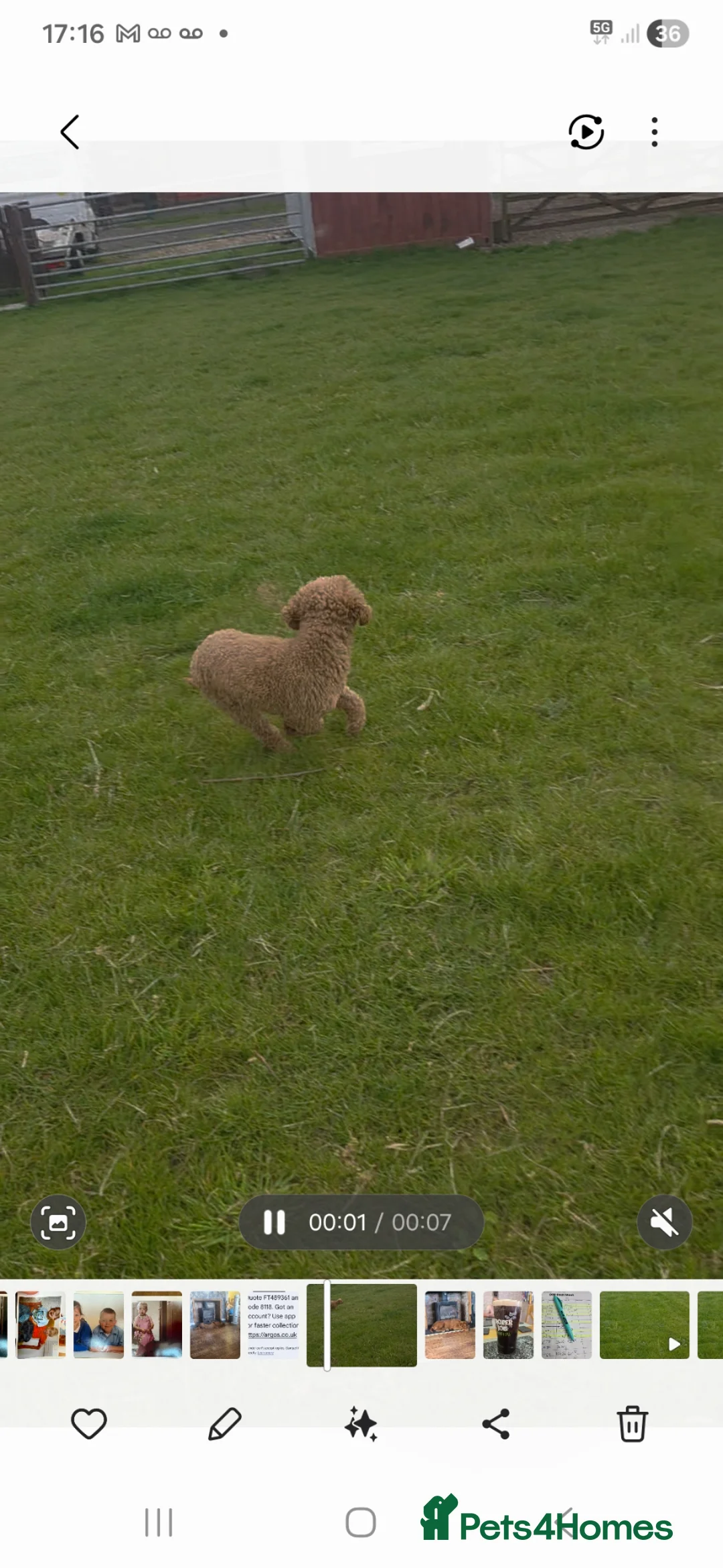 Miniature Poodle dogs for sale: 4 yr old female poodle - Advert 2