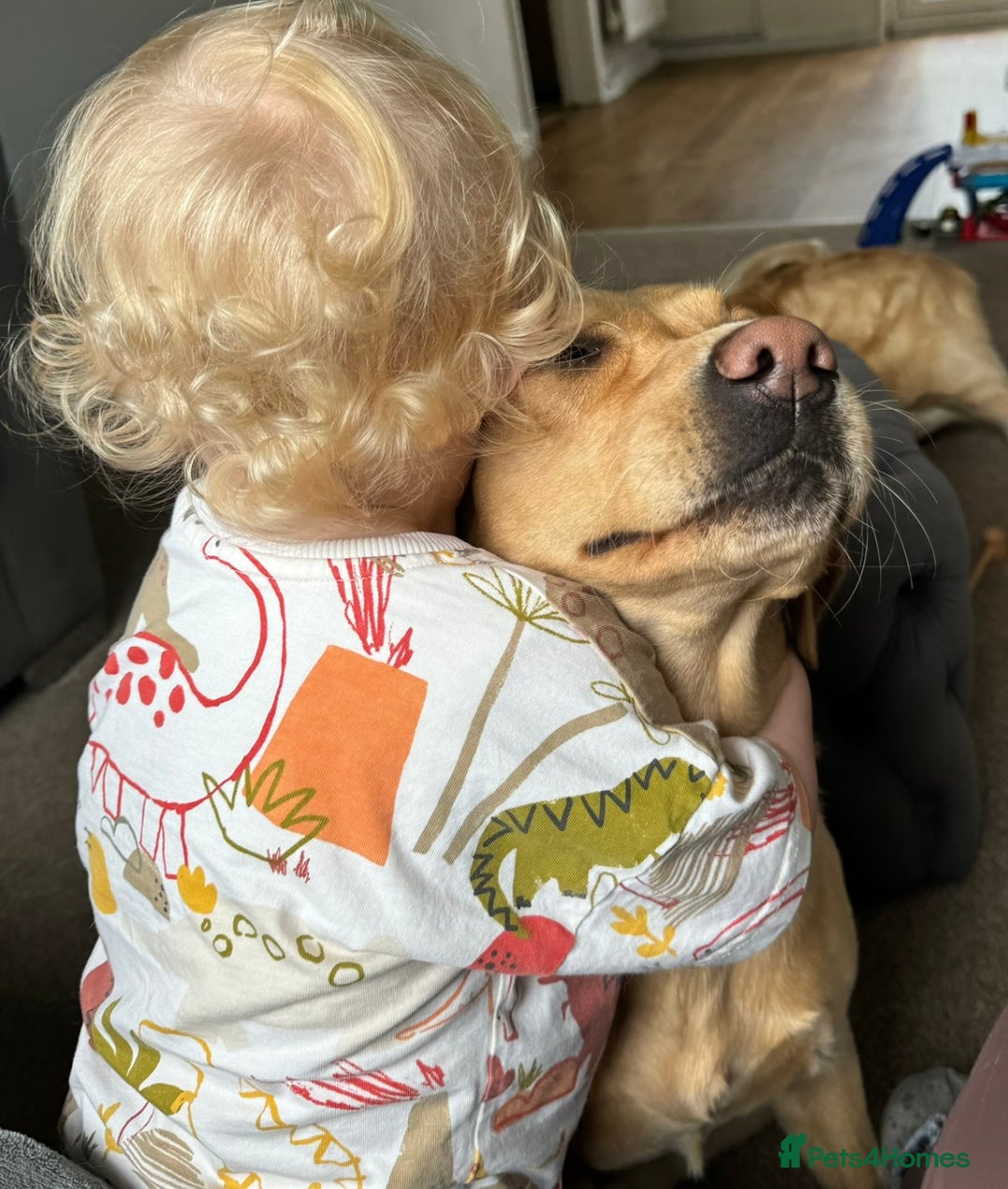 Labrador Retriever dogs for sale: Champion Bloodlines KC Labrador Retriever Puppies - Image 14