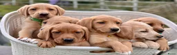 Labrador Retriever dogs for sale: Fox red labs ready now  in Wrexham - Advert 3
