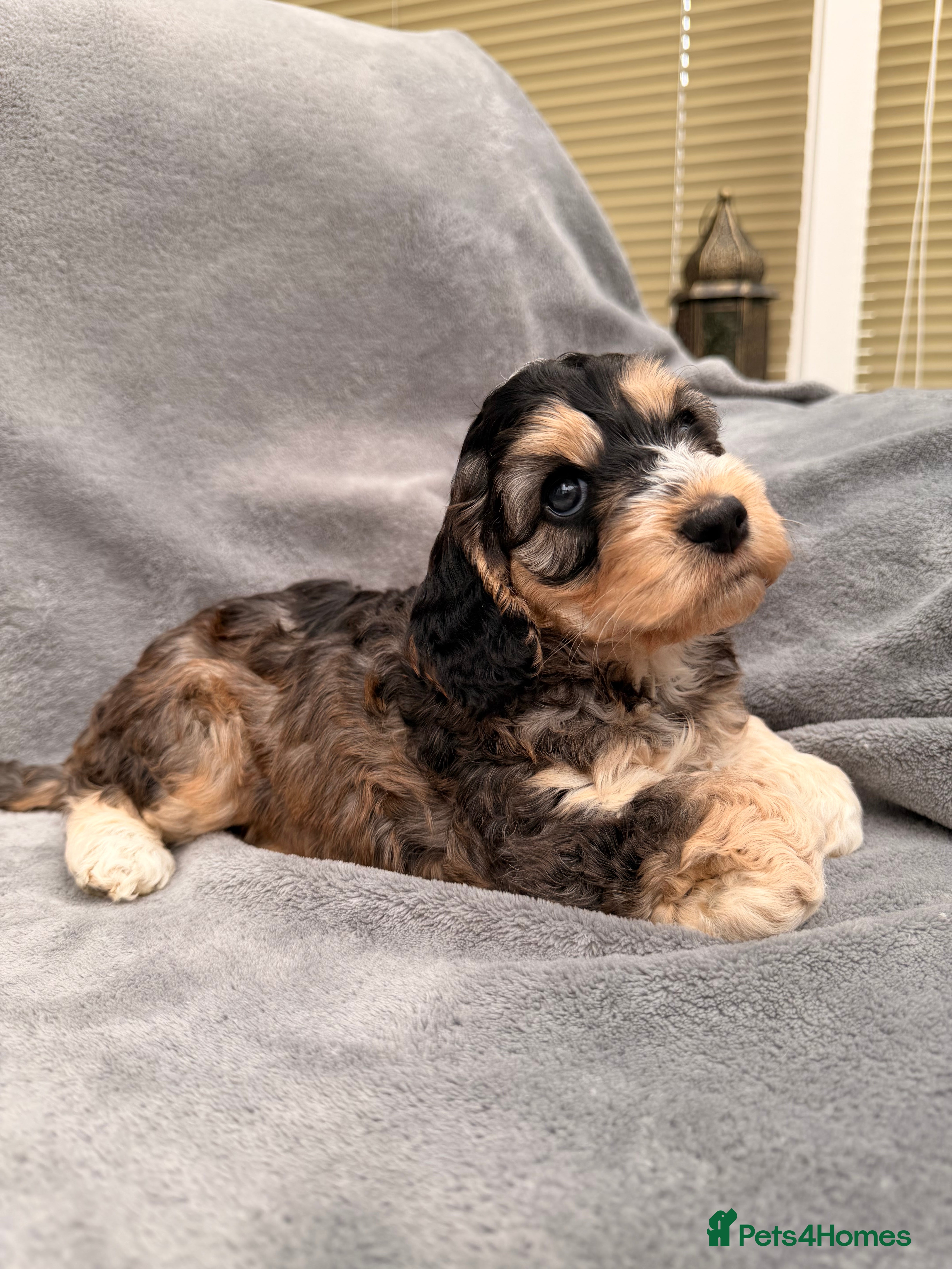 Cockapoo dogs F1 Cockapoo Puppies - Advert 15