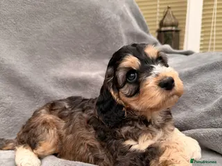 Cockapoo dogs F1 Cockapoo Puppies - Advert 15