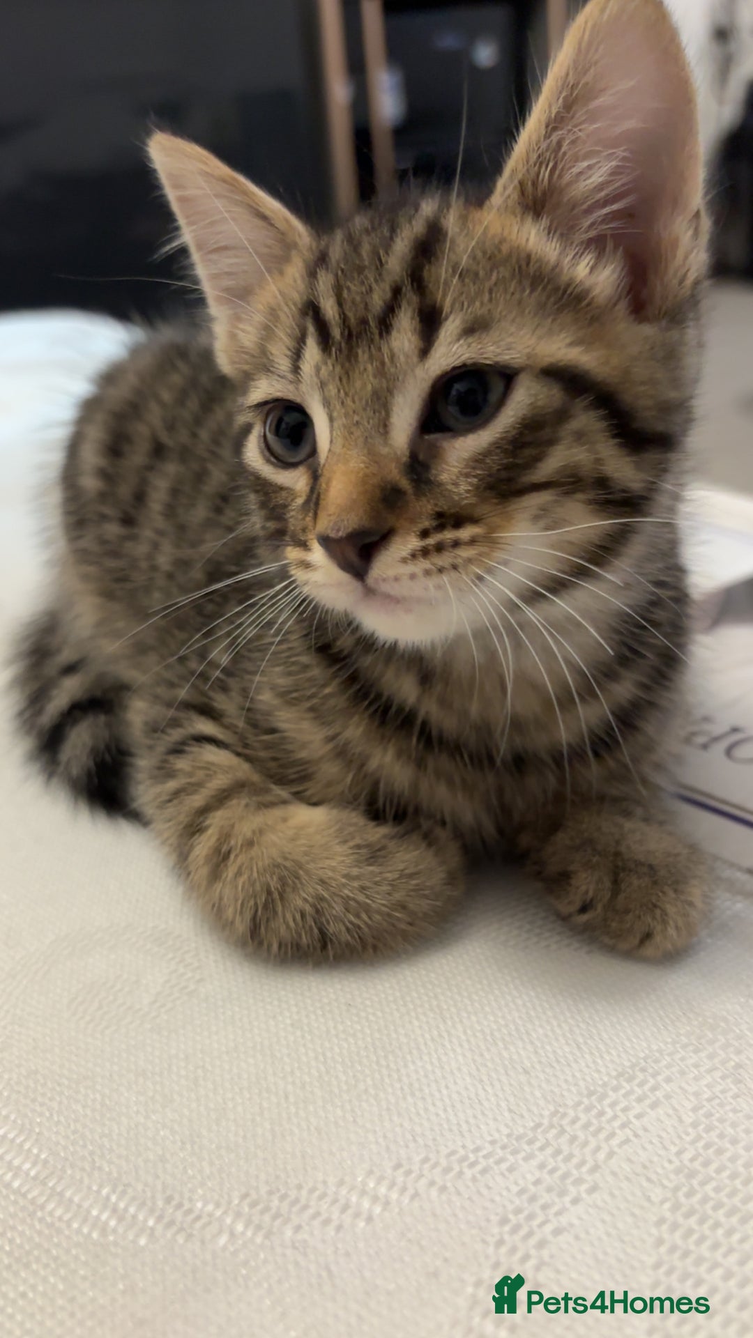 Domestic Shorthair cats for sale: Healthy 12-Week-Old Kittens — (Wormed, Ready Now!) - Image 12