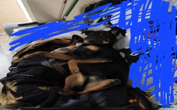 Mixed Breed dogs for sale: 1 year old - Advert 4